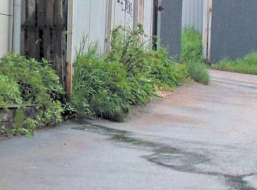 Олигарх местного разлива